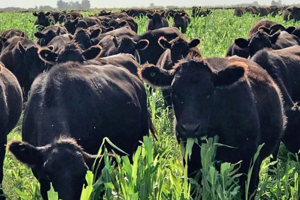 Vacas