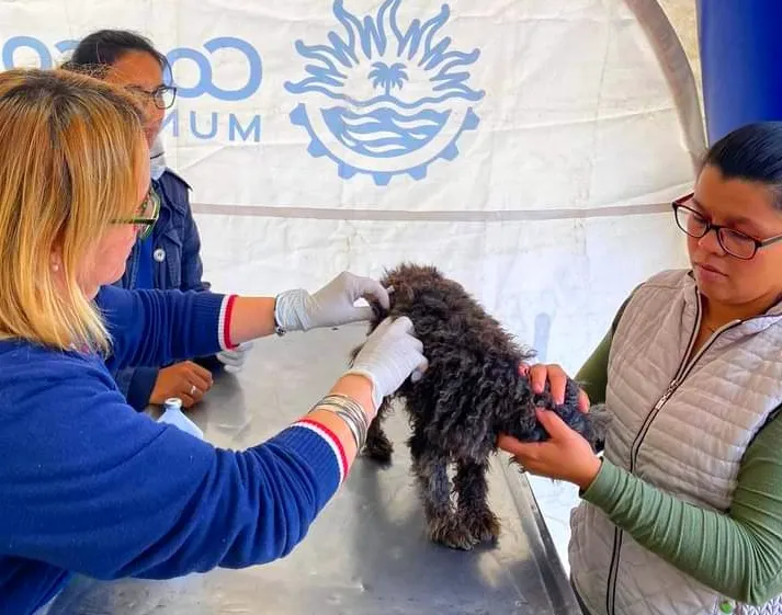 VETERINARIA MUNICIPAL (1)