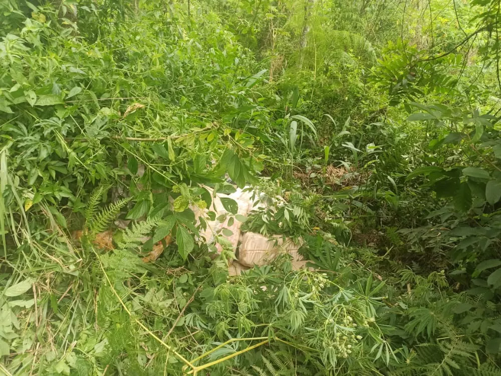 puerto esperanza marihuana