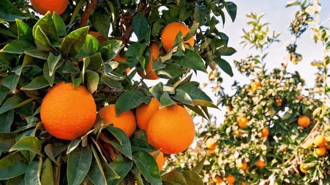 Citrus
