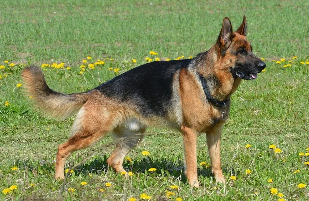 cada-2-junio-se-celebra-el-dia-nacional-del-perro-argentina-la-foto-un-ovejero-aleman-web