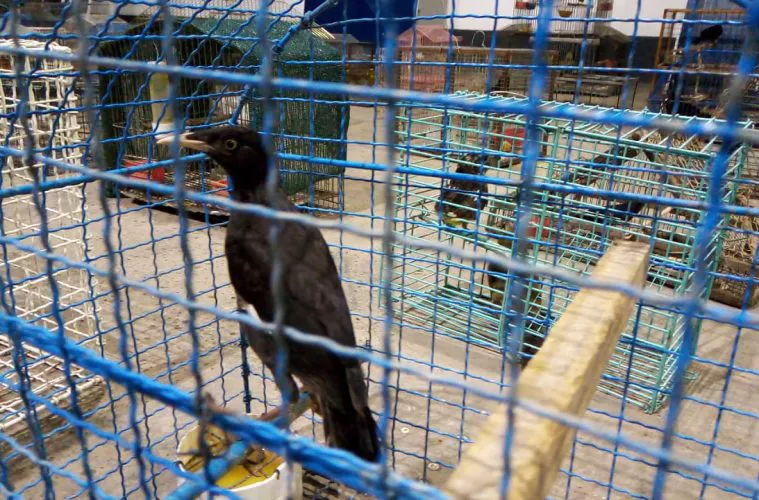 Tráfico de aves en Chajarí_01