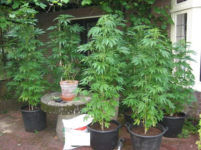 CANNABIS