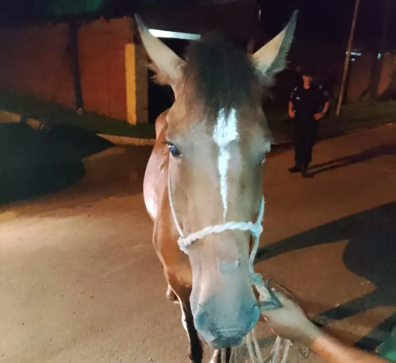 caballo (4)