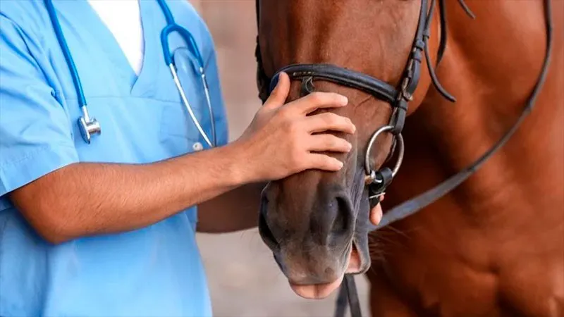 Ordenan vacunación obligatoria contra encefalomielitis para caballos con al menos dos meses de vida