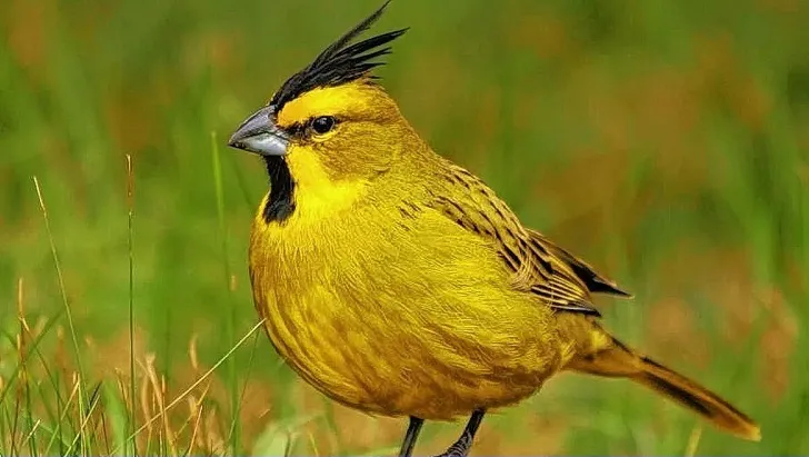 cardenal amarillo