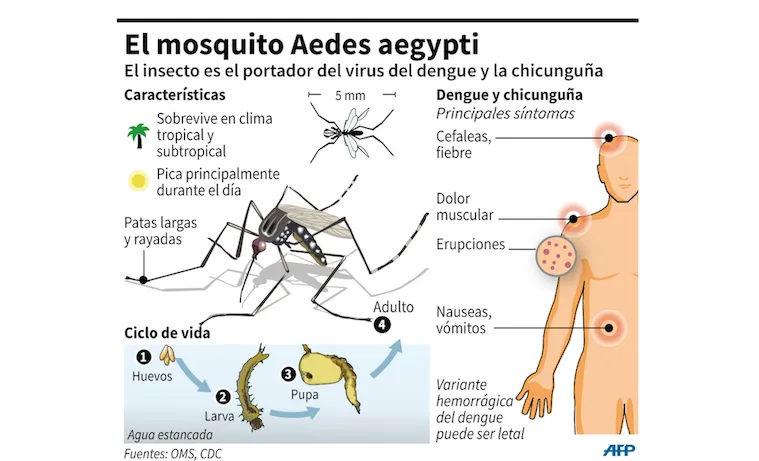 dengue 1