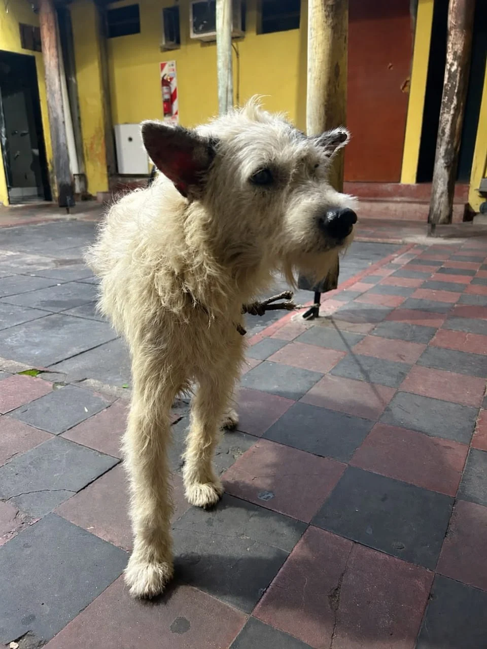 intervencion-maltrato-animal-perro-resguardo-municipal