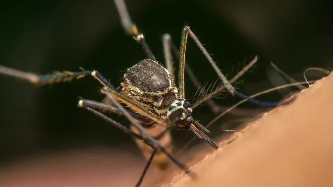 Mosquito, dengue_1