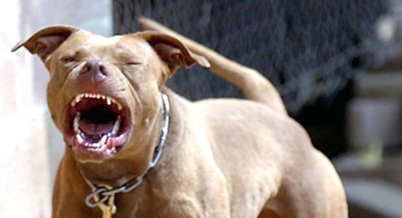 pitbull