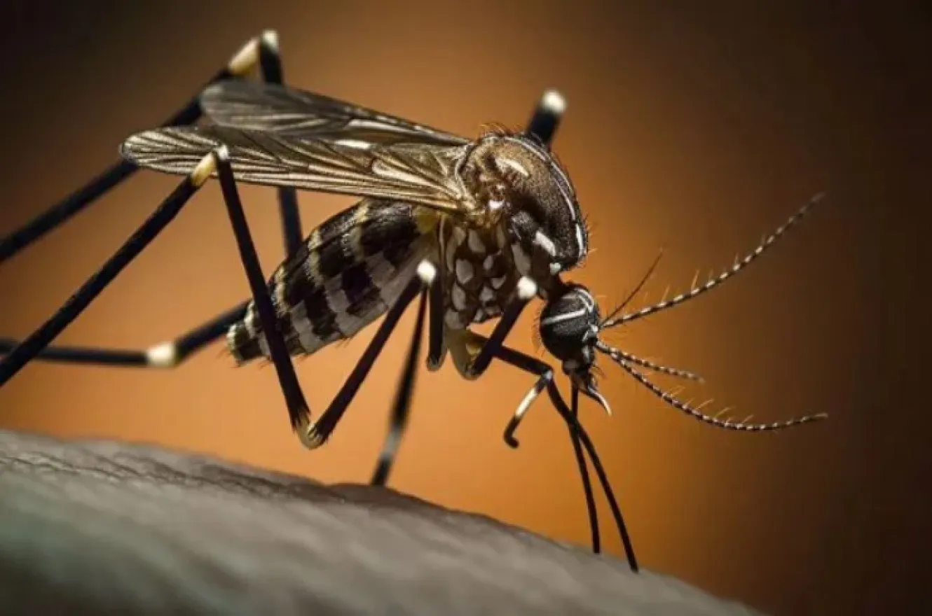 mosquito