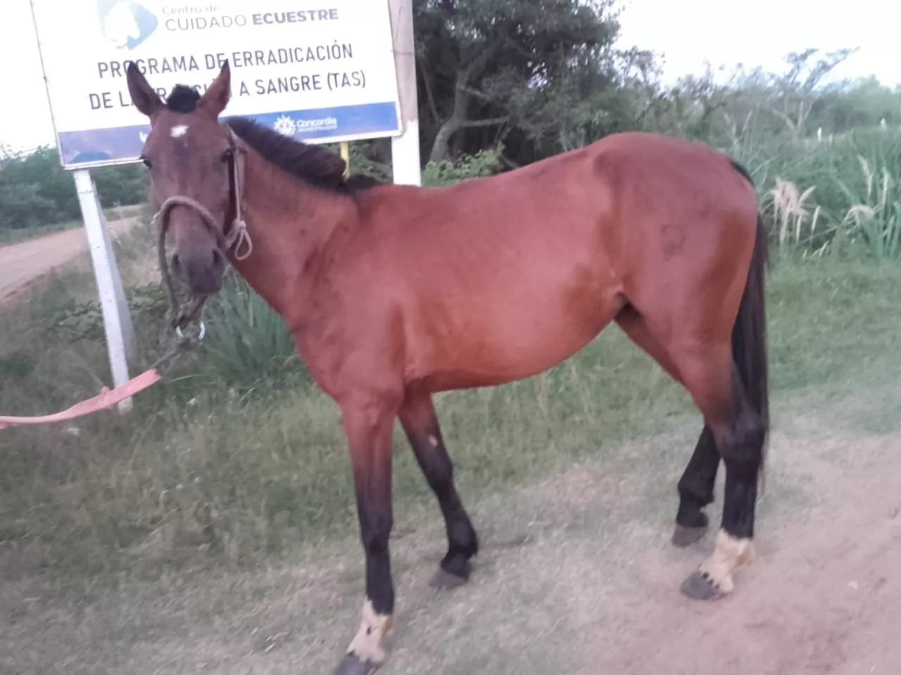 erradicacion tas (1)