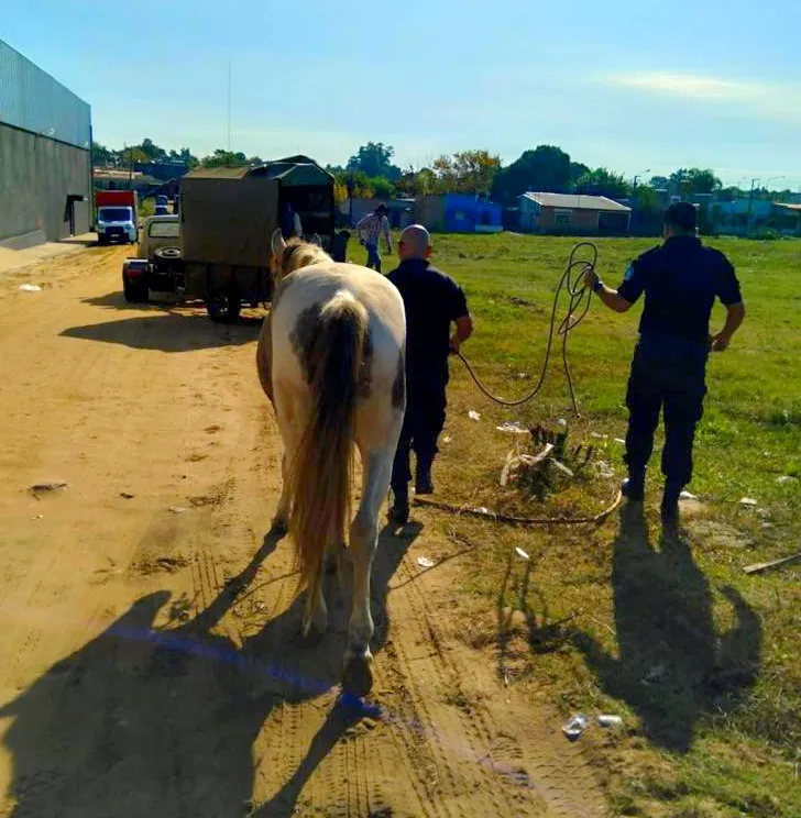 OPERATIVOS - TRACCIÓN A SANGRE - MALTRATO ANIMAL (9)