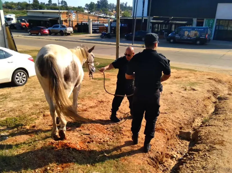 OPERATIVOS - TRACCIÓN A SANGRE (3)