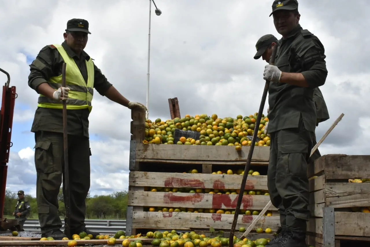 camionero_intento_huir_con_mas_de_1.800_kilos_de_marihuana_ocultos_en_una_carga_de_mandarinas_3