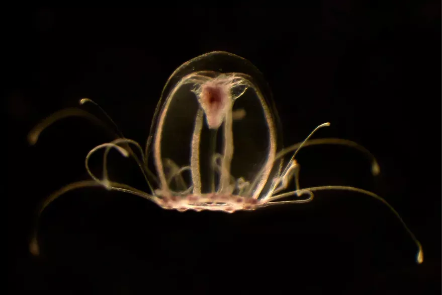 Medusa, ciencia