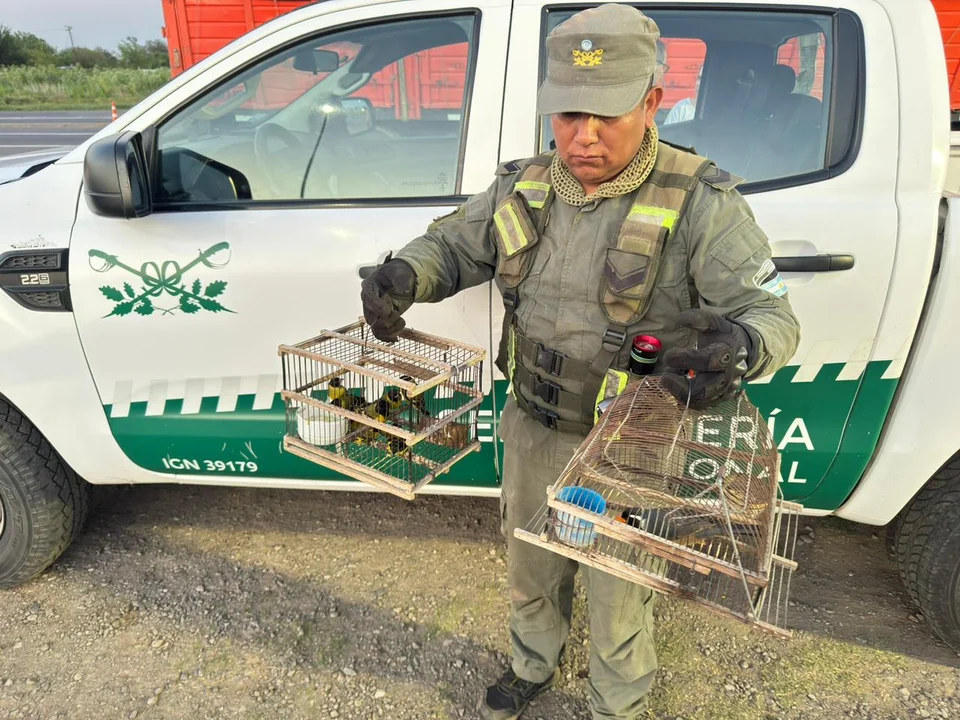 pajaros