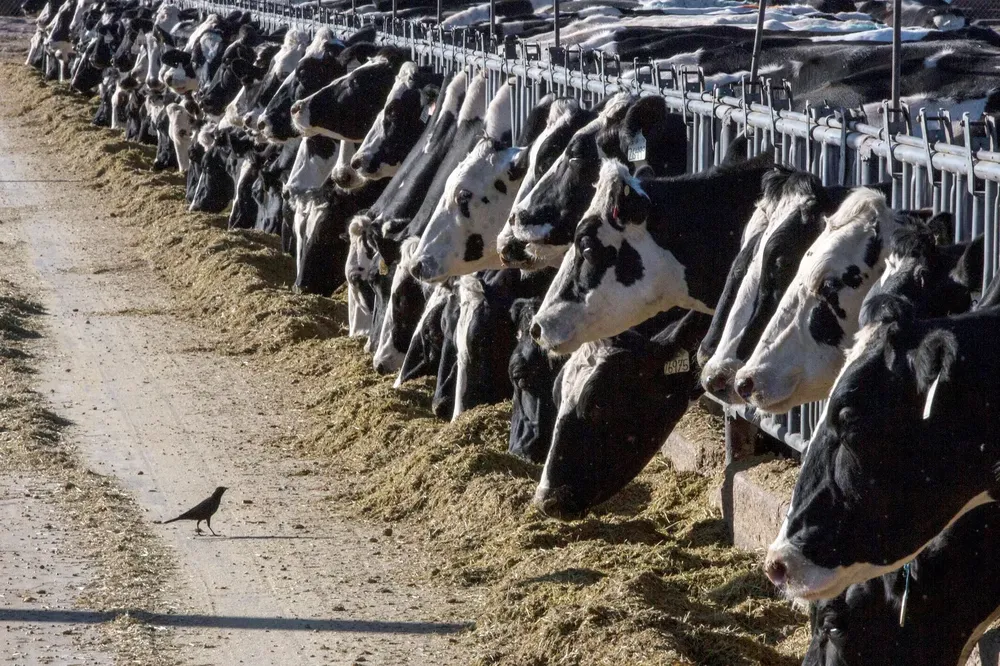 vacas