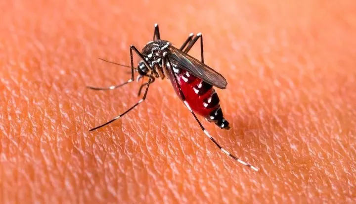 dengue 1