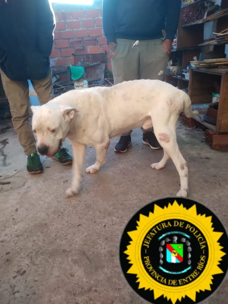 perro