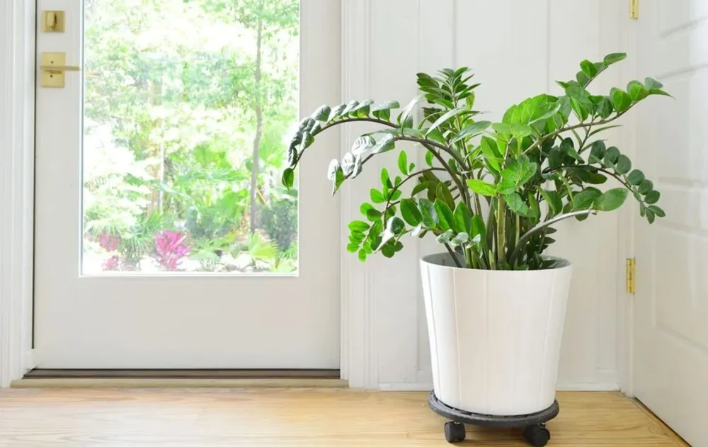 esta-planta-cuidada-correctamente-marca-una-diferencia-la-estabilidad-del-espacio