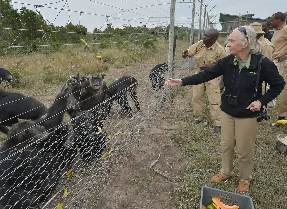 jane-goodall-junto-a-chimpances-rescatados-en-2016-en-un-santuario-de-kenia-foto-tony-karumba-afp-PSNTK2TXTZCHXEXW4S7IXJXTEY