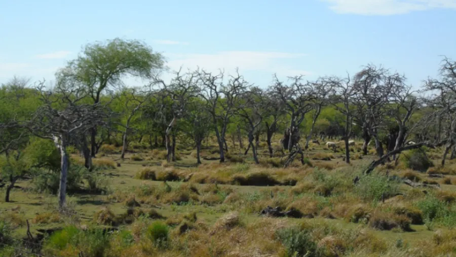 bosques-nativos.png