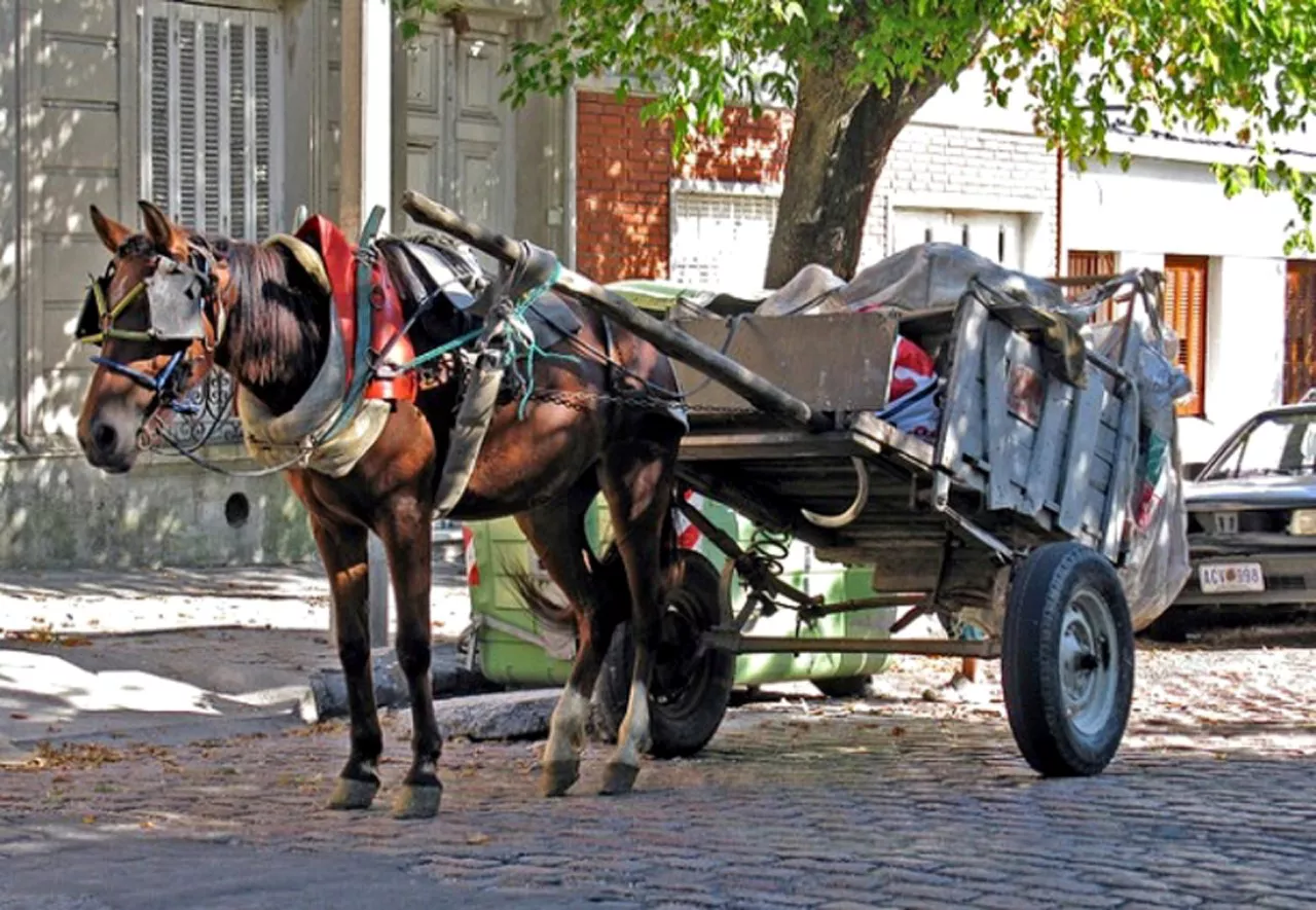 CABALLOS