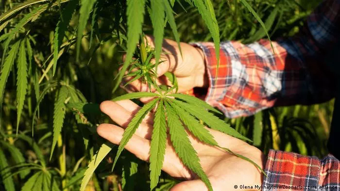 Cannabis
