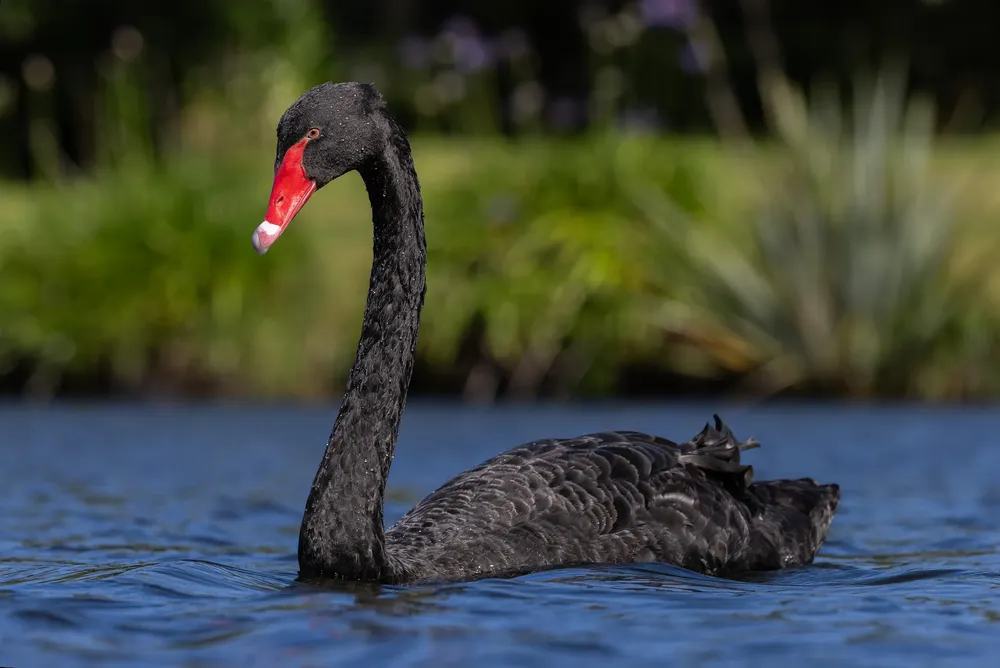 CISNE NEGRO