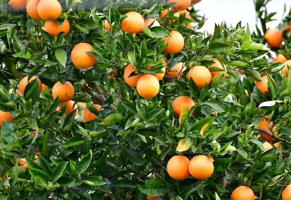 citrus
