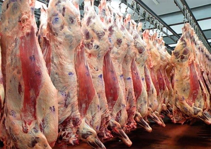 carne ll